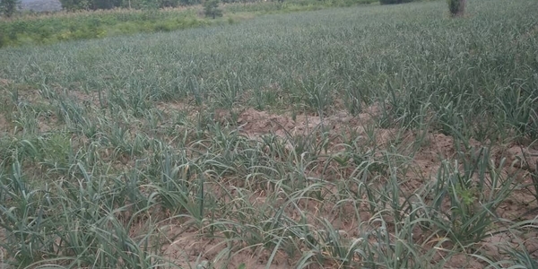 Amélioration de l’Agriculture dans le Département de l’Artibonite en Haïti grâce à l’irrigation solaire
