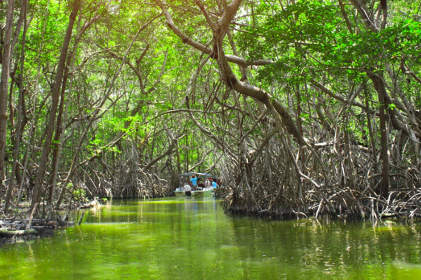 mangroves 