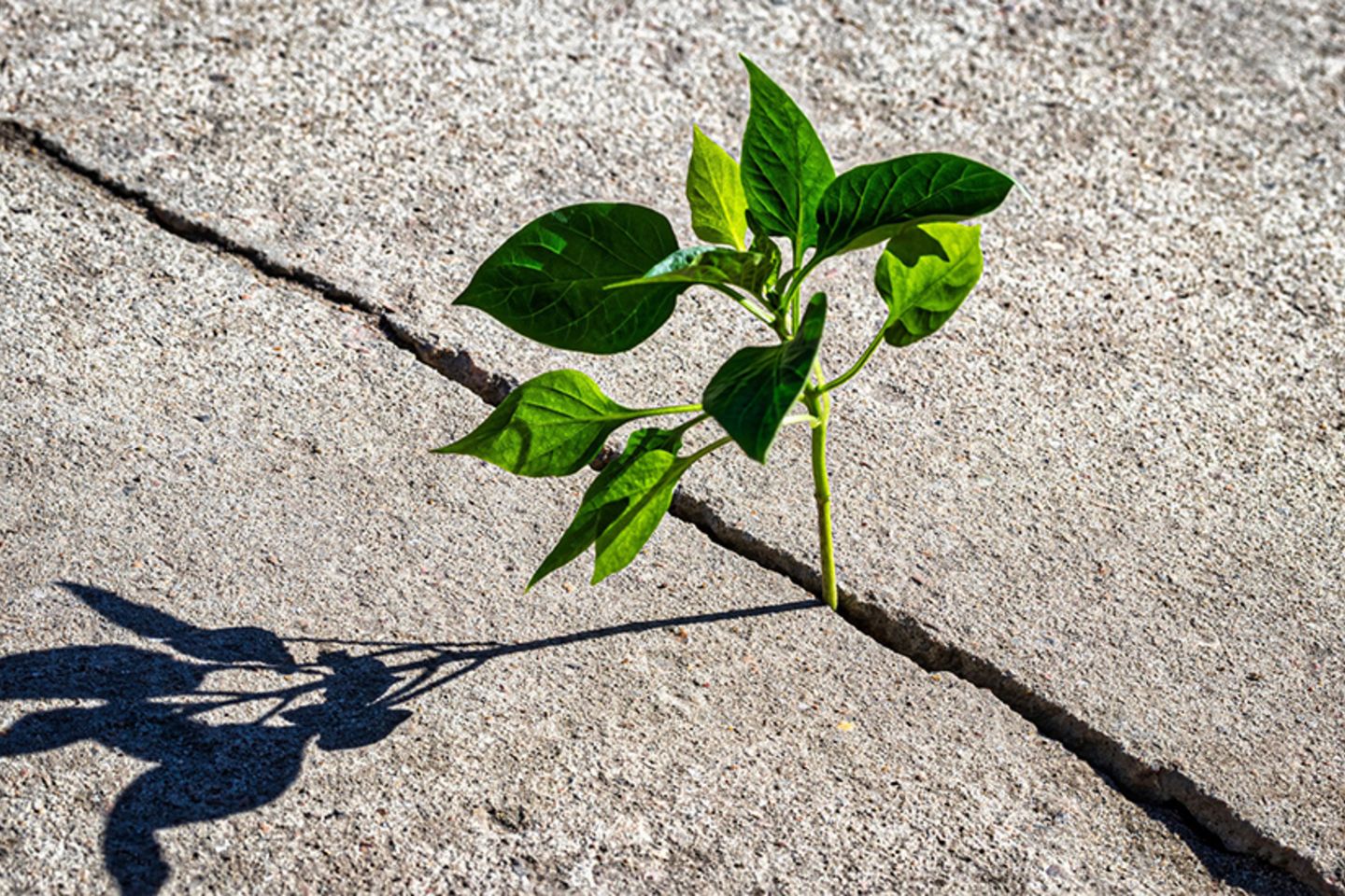Boosting Resilience for Latin America and the Caribbean Amid Global Uncertainty