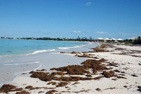 A beach with seaweed on it. Economic Development - Inter-American Development Bank - IDB