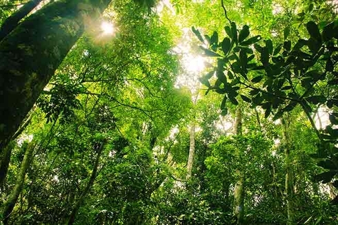 A green forest with trees and sun shining through it. Social development - Inter-American Development Bank - IDB