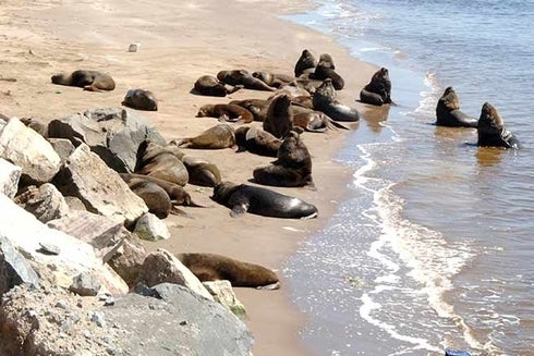 A group of seals lying on the beach. Regional Cooperation - Inter-American Development Bank - IDB