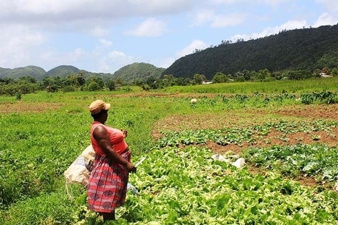 a woman in a field of lettuce