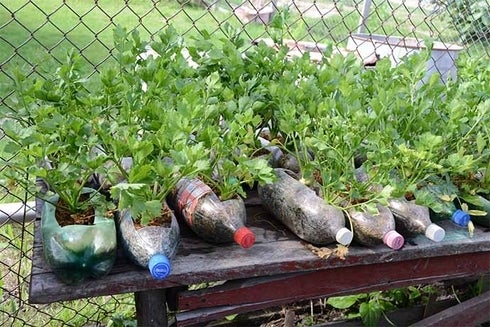 a group of plastic bottles with plants in them