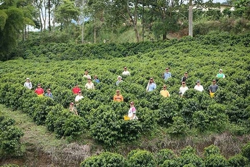 A group of people in a plantation. Environment - Inter-American Development Bank - IDB