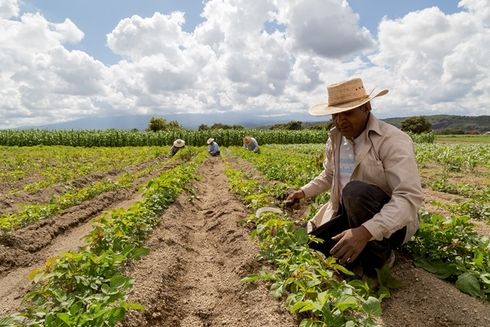 A group of people working in a farm. Pension - Inter-American Development Bank - IDB
