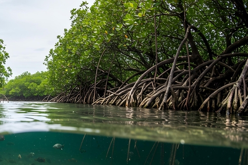 View of a river with fish in the background and a forest in the jungle - Inter American Development Bank - Biodiversity